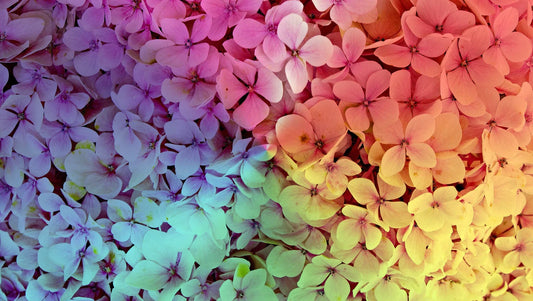 Why Do Hydrangeas Come in Different Colors? - BestBloomBuddy