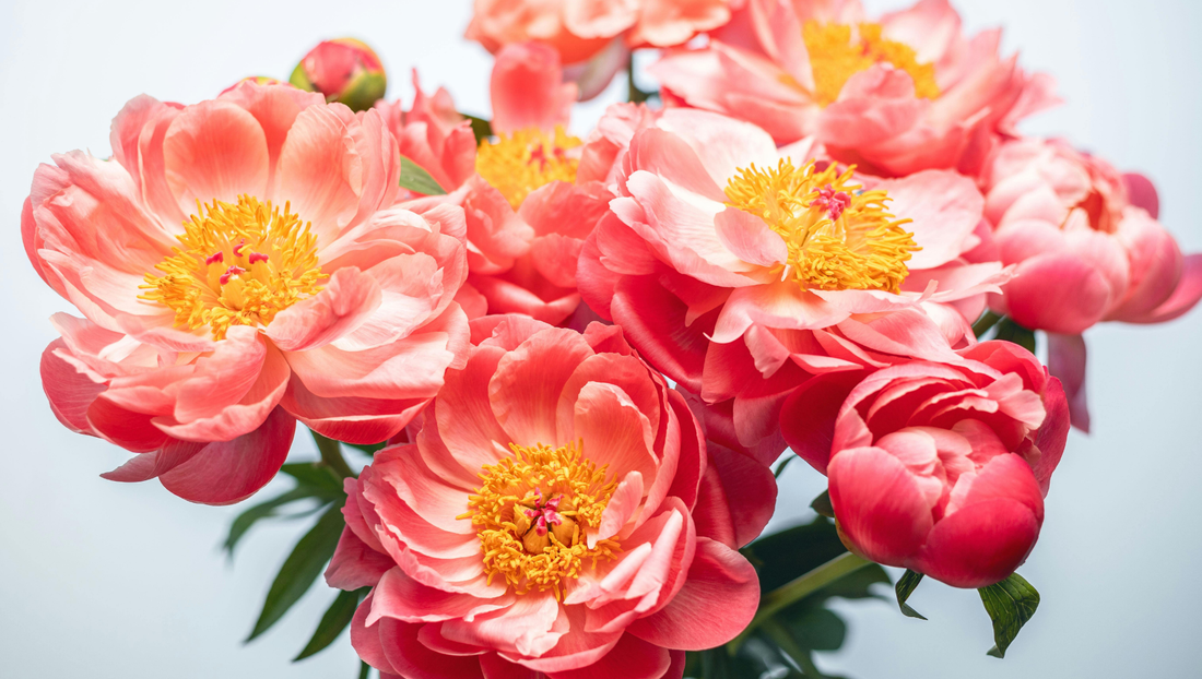Best Peony Bouquets to Send in Thailand (2026 Guide)