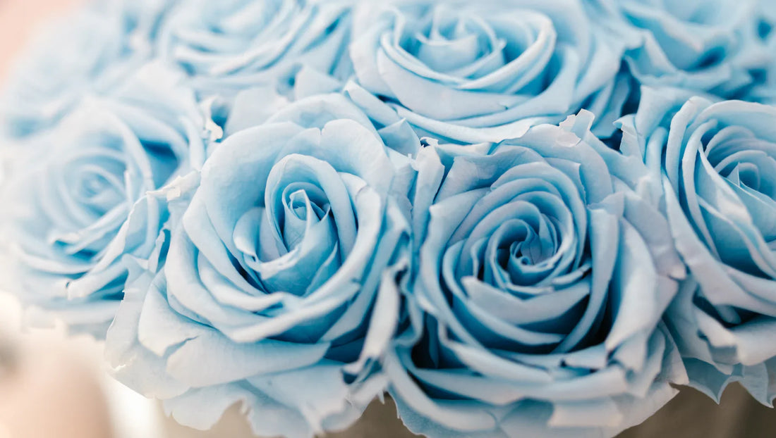 Blue Roses: Meaning, How They’re Made, and Fascinating Facts You Should Know