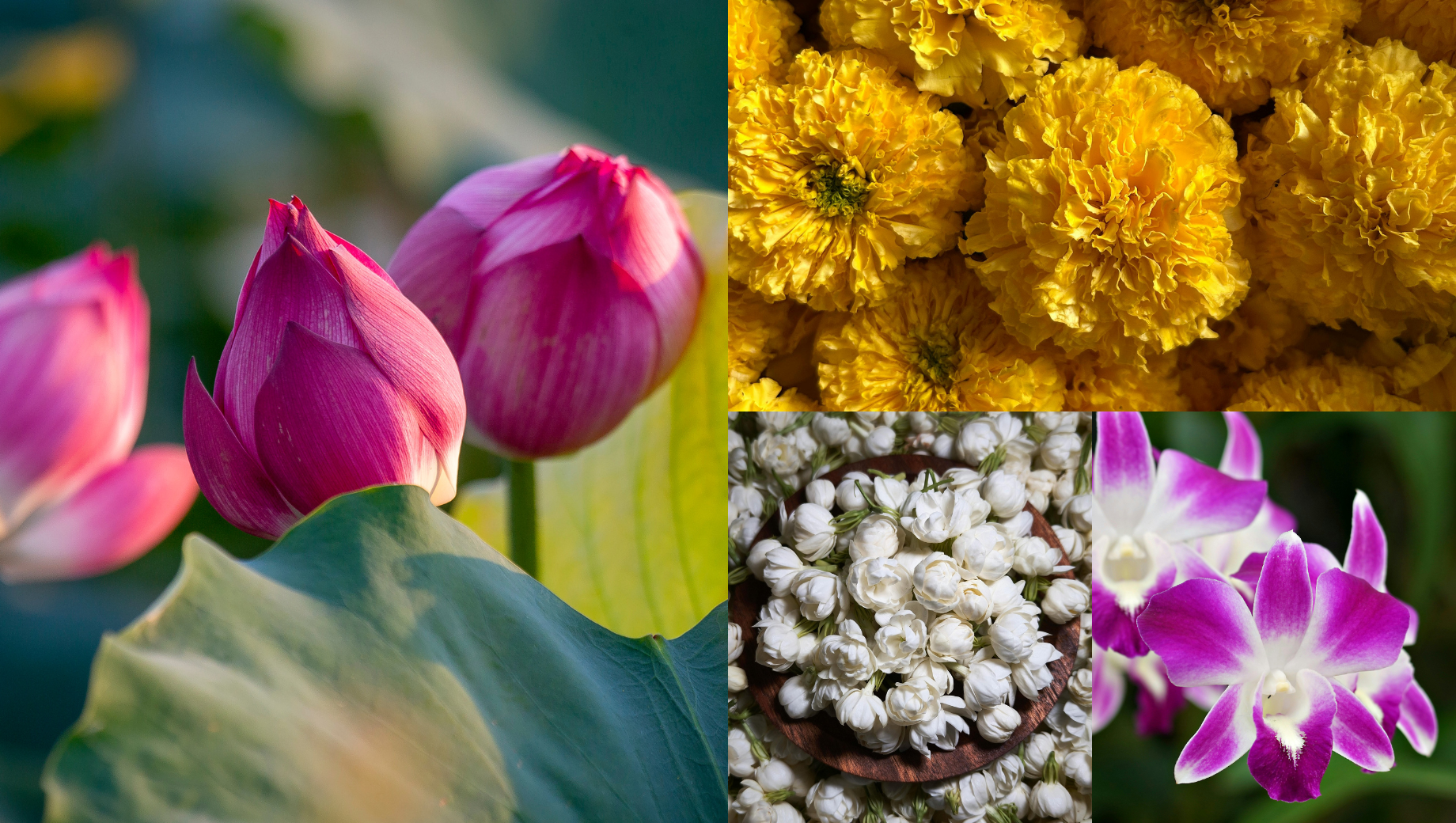 Thai Flower Trends in 2026: From Lotus to Marigold and Beyond