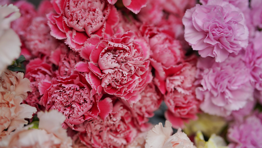 Carnations and Their Meanings: A Classic Mother's Day Bloom