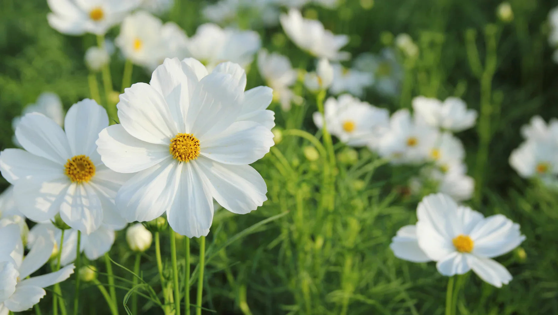 White Cosmos: The Elegant Beauty of Pure Simplicity