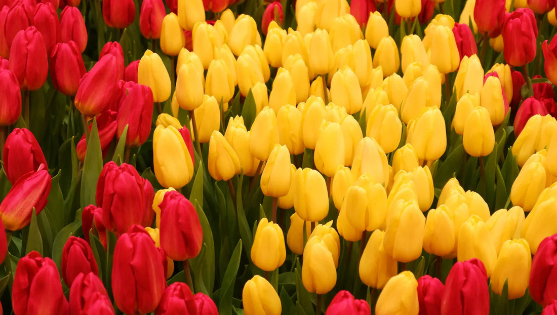 How Many Colors Do Tulips Come In? Discover 10 Main Tulip Colors, Their Meanings & Care Tips - BestBloomBuddy