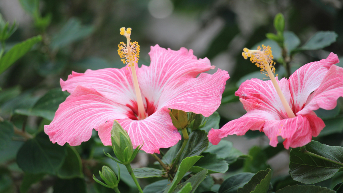 Hibiscus in Thailand: A Guide to One of Thailand’s Most Familiar Flowers