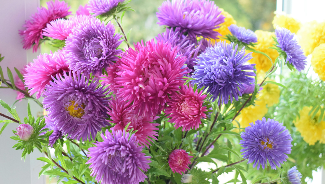 Best Plants to Send in Thailand for International Women’s Day