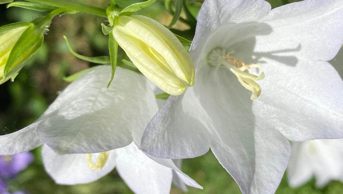 Bellflower Meanings: When Love is Soft, But Uncertain - BestBloomBuddy