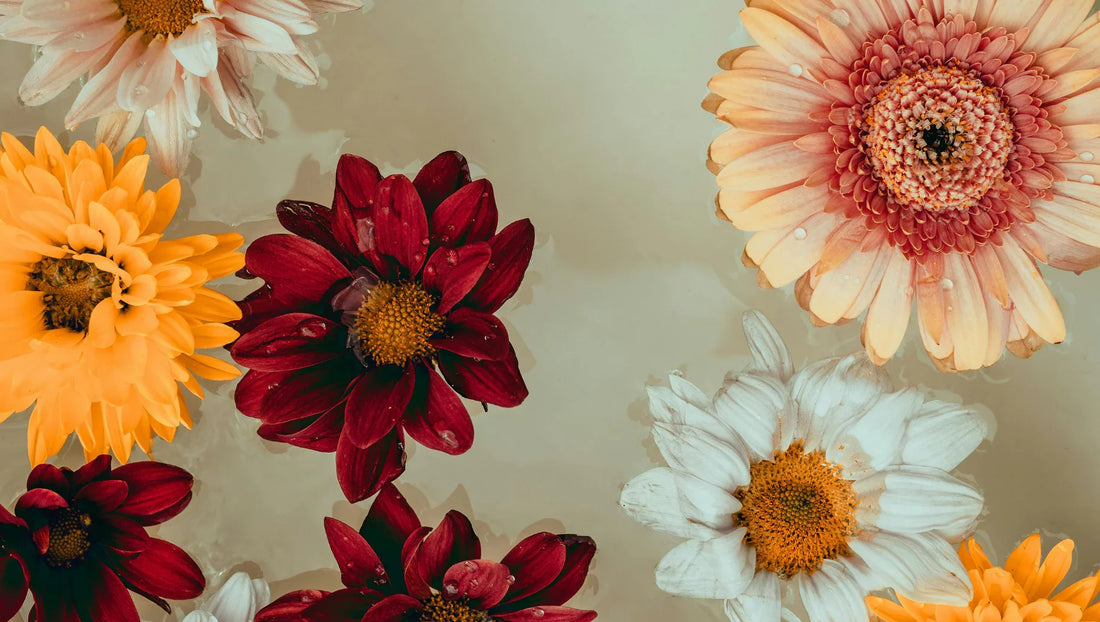 Close-up of vibrant yellow, deep red, white, and peach flowers floating on water with water droplets