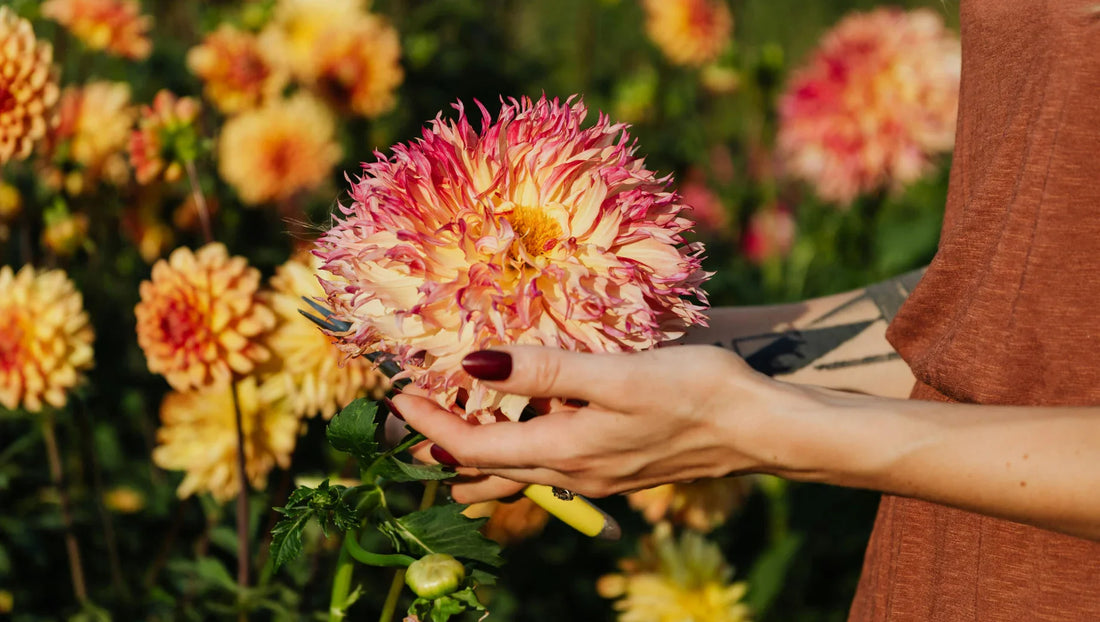 Person with maroon nails holding large yellow and pink dahlia flower in garden