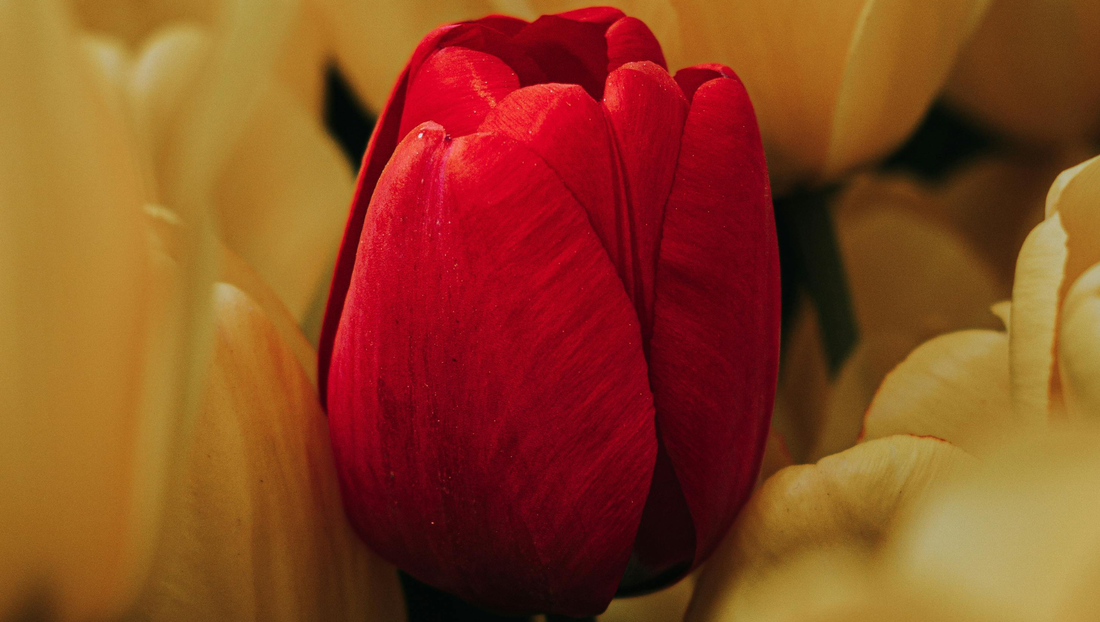 Why People Who Love Tulips Are Often Simple Yet Romantic