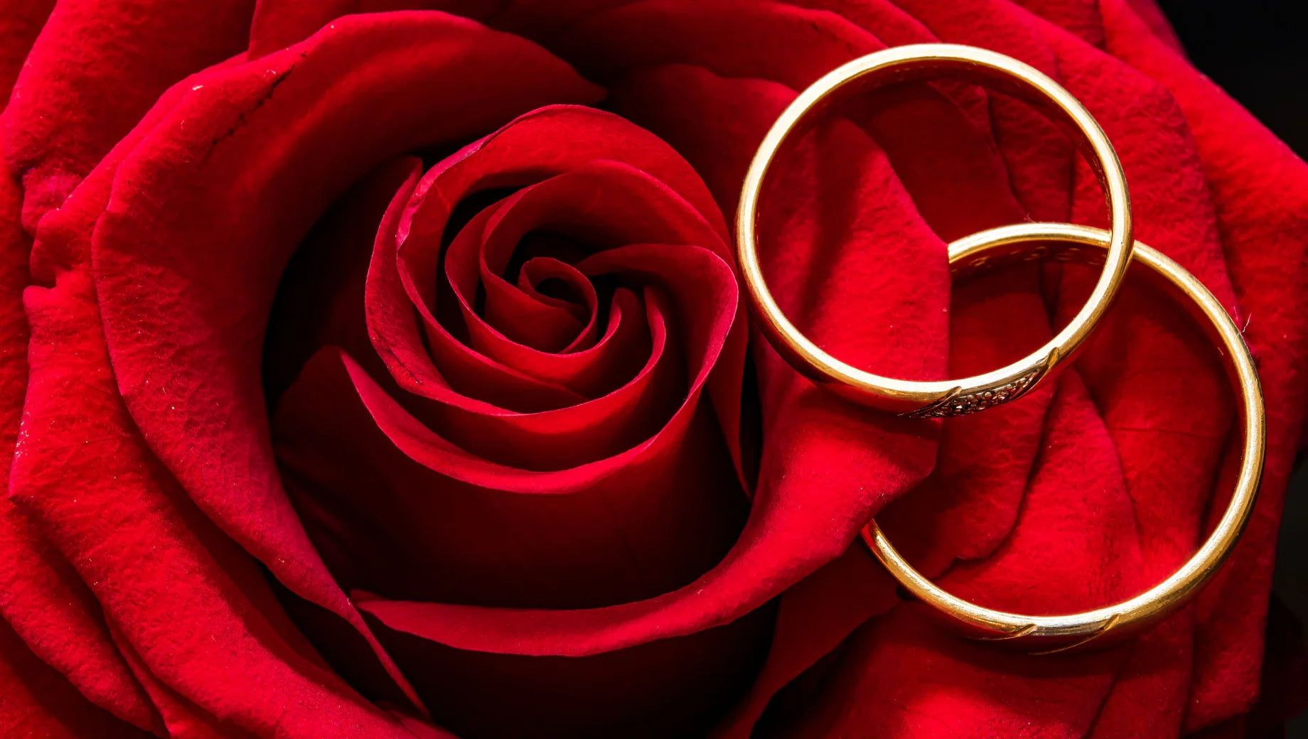 Close-up of two gold wedding rings resting on vibrant red rose petals