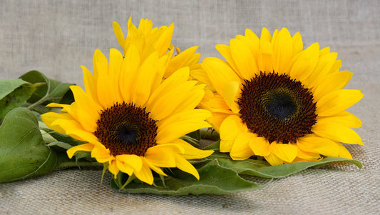 Sunflower Bouquets in Thailand – Bring Sunshine to Rainy Days