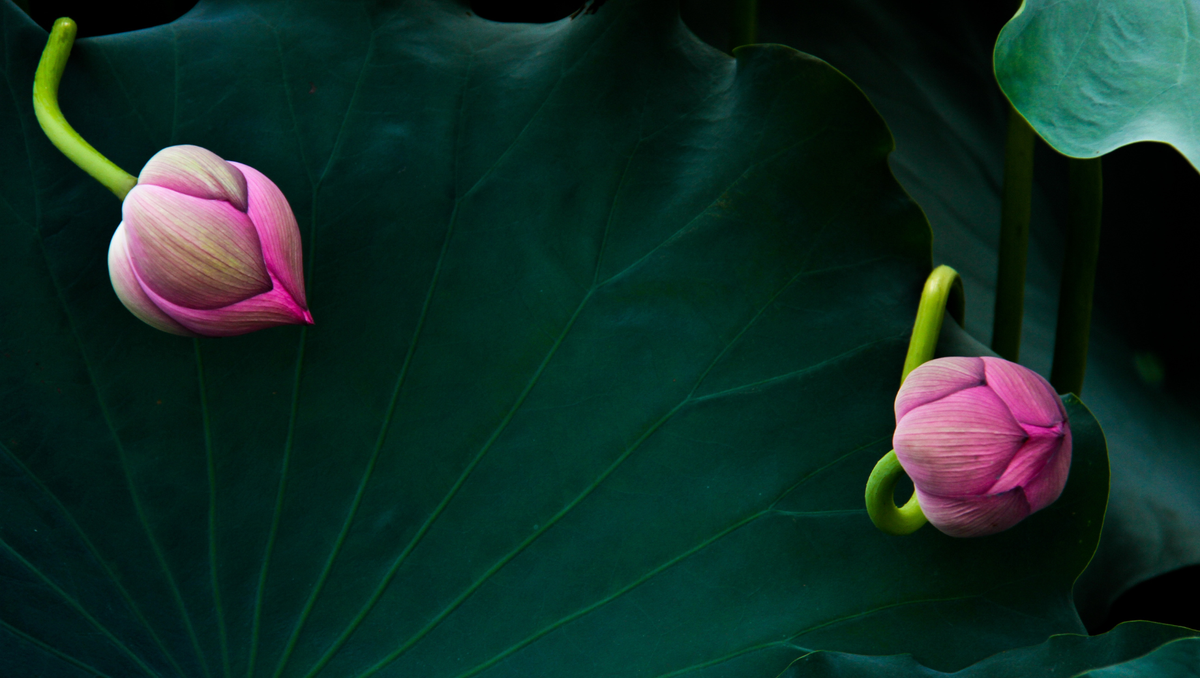 Thai Flower and Plant Beliefs: Why Some Are Lucky and Others Are Not