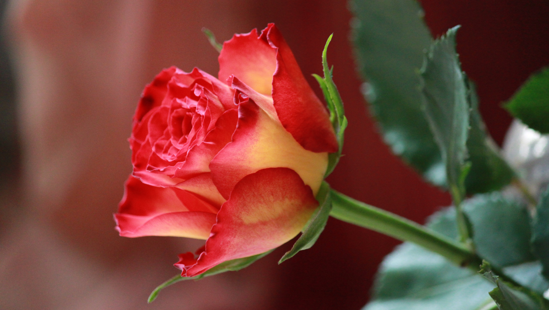 How to Keep Chinese & Lunar New Year Flowers Fresh in Thailand