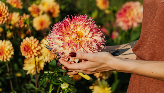 Flowers and Healing Energy: Colors, Scents, and Positive Power from Nature