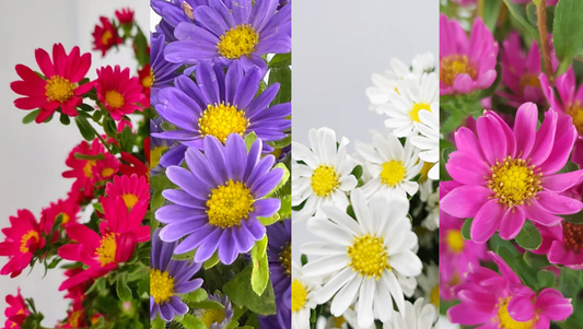 Close-up of vibrant purple, white, bright pink, and red daisies with yellow centers