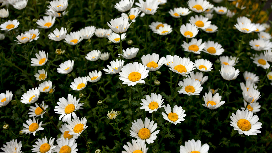 April Birth Flower: Daisy Meaning, Symbolism & Birthday Gift Ideas