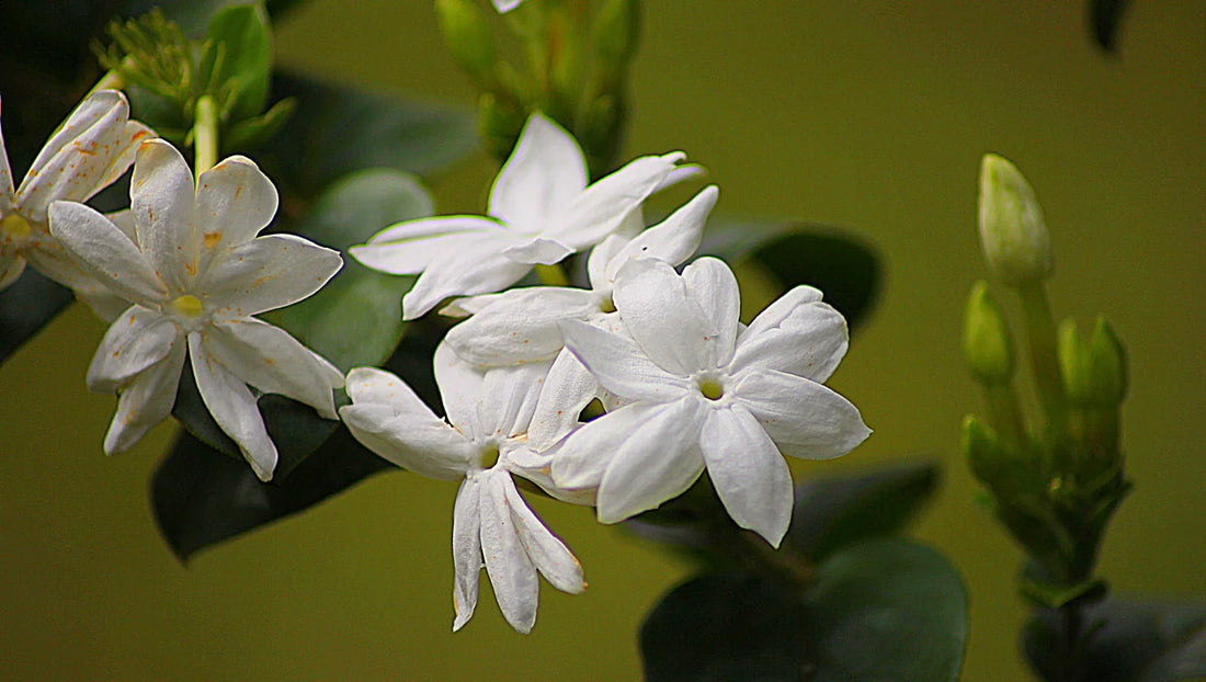 The Fragrant Charm of Thai Flowers: 10 Naturally Scented Blooms Loved Across Thailand - BestBloomBuddy