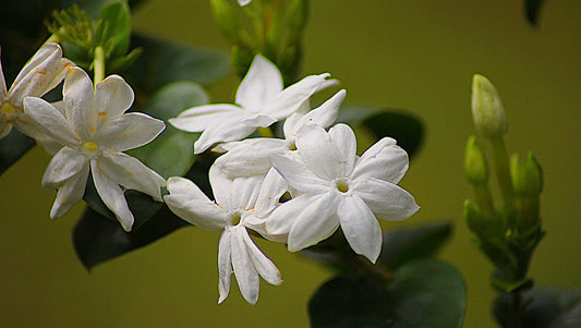 The Fragrant Charm of Thai Flowers: 10 Naturally Scented Blooms Loved Across Thailand - BestBloomBuddy