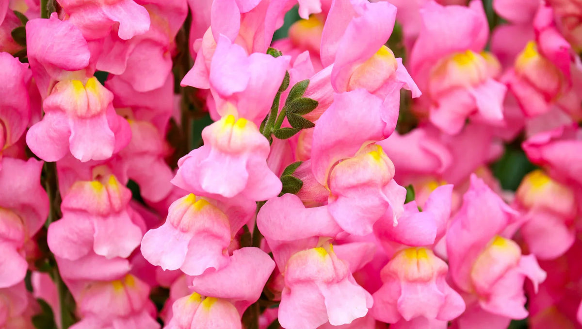 Snapdragon: The Bold Bloom of Strength and Grace