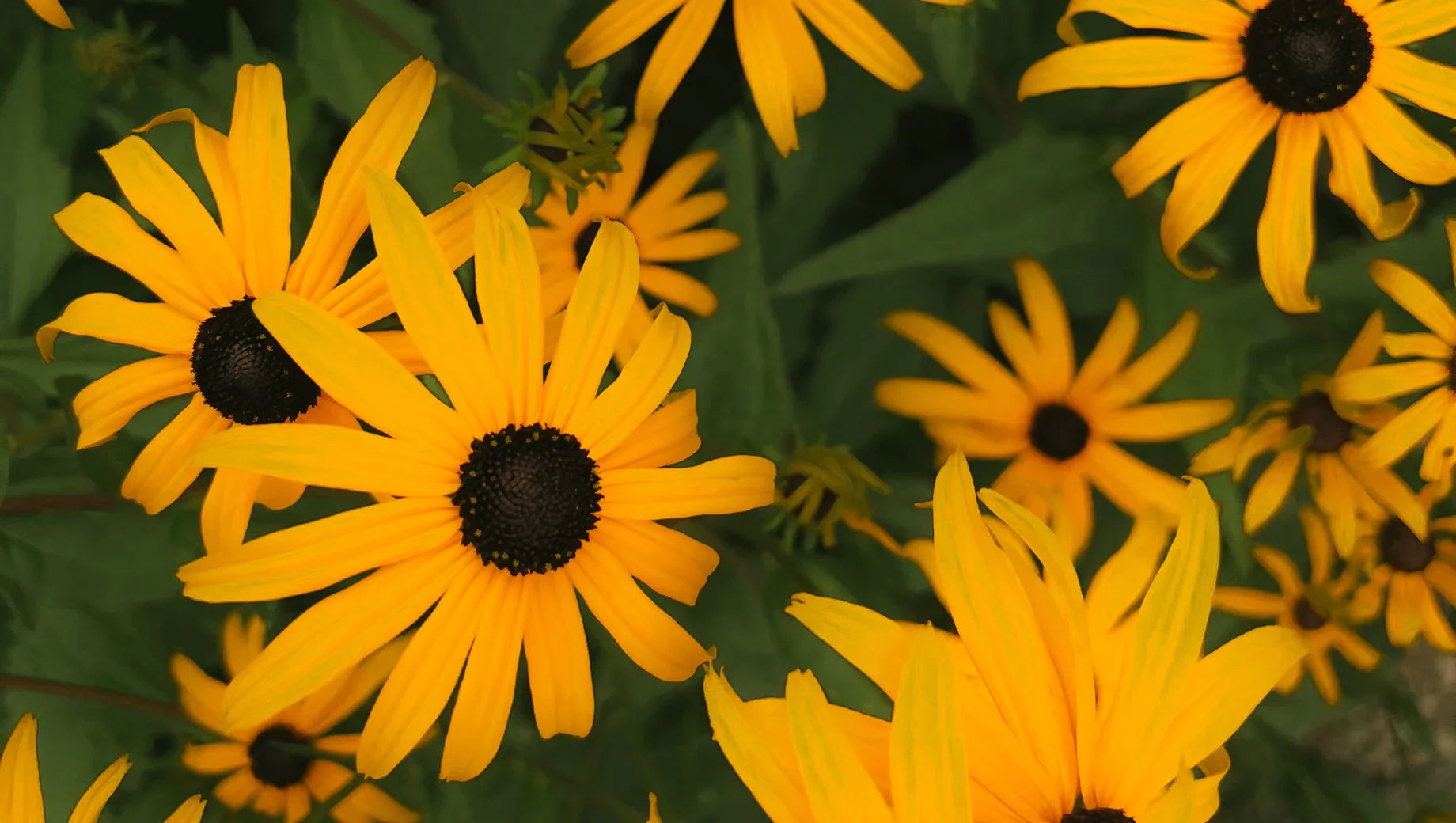 Close-up of bright yellow Black-eyed Susan flowers with dark brown centers and green leaves
