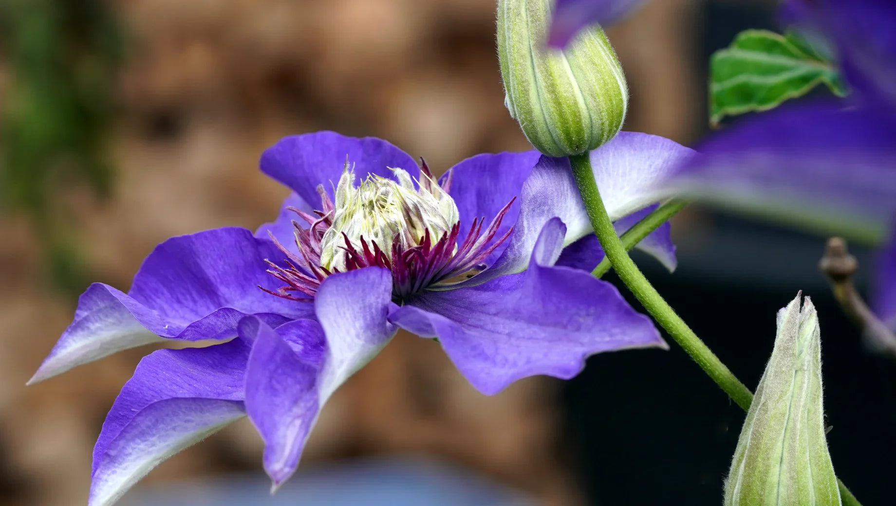Clematis: The Elegant Climber of Graceful Blooms