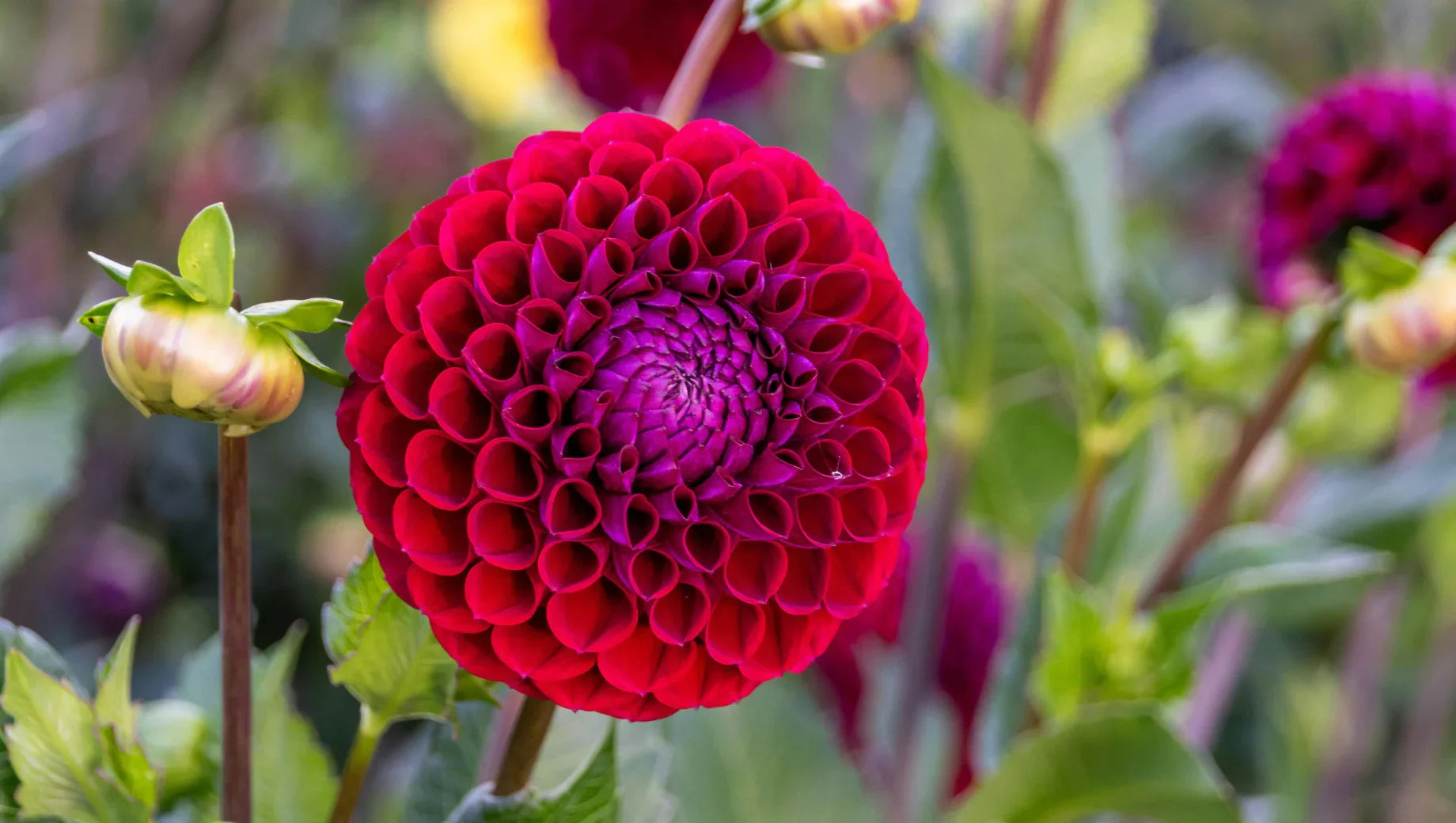 Chrysanthemums vs. Dahlias: Petal-Filled Beauties That Often Confuse