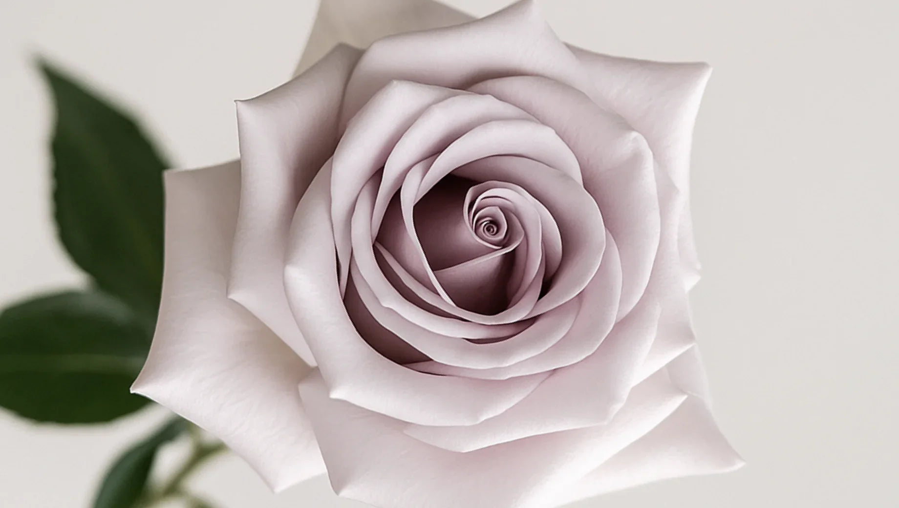 Menta Rose – A Hint of Cool Sophistication