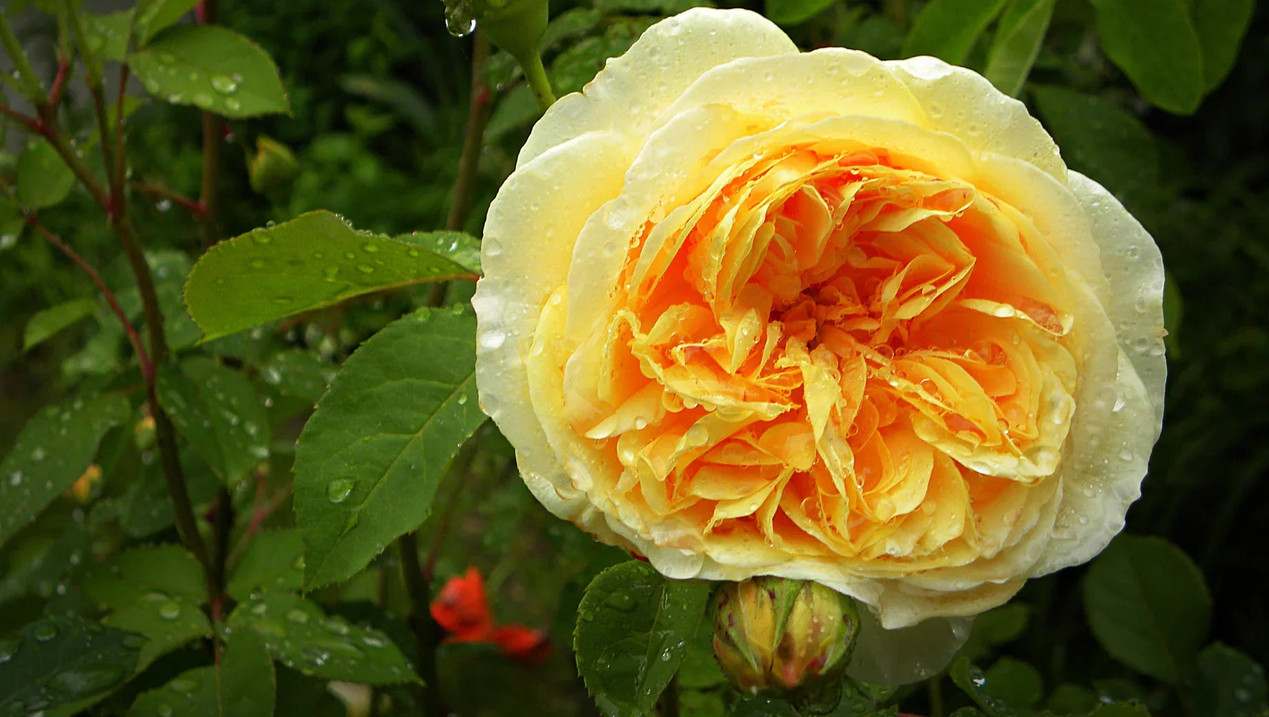 David Austin Roses – Golden Celebration: Luxurious Peony-Like Rose
