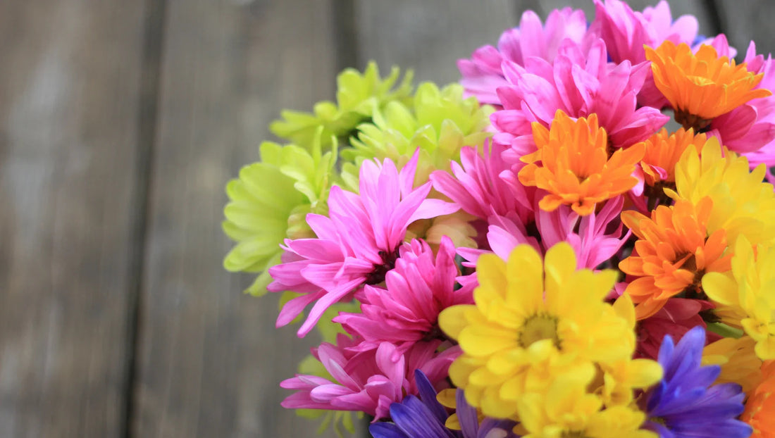 Close-up of colorful chrysanthemum flowers in pink, yellow, orange, green, and purple on wooden surface