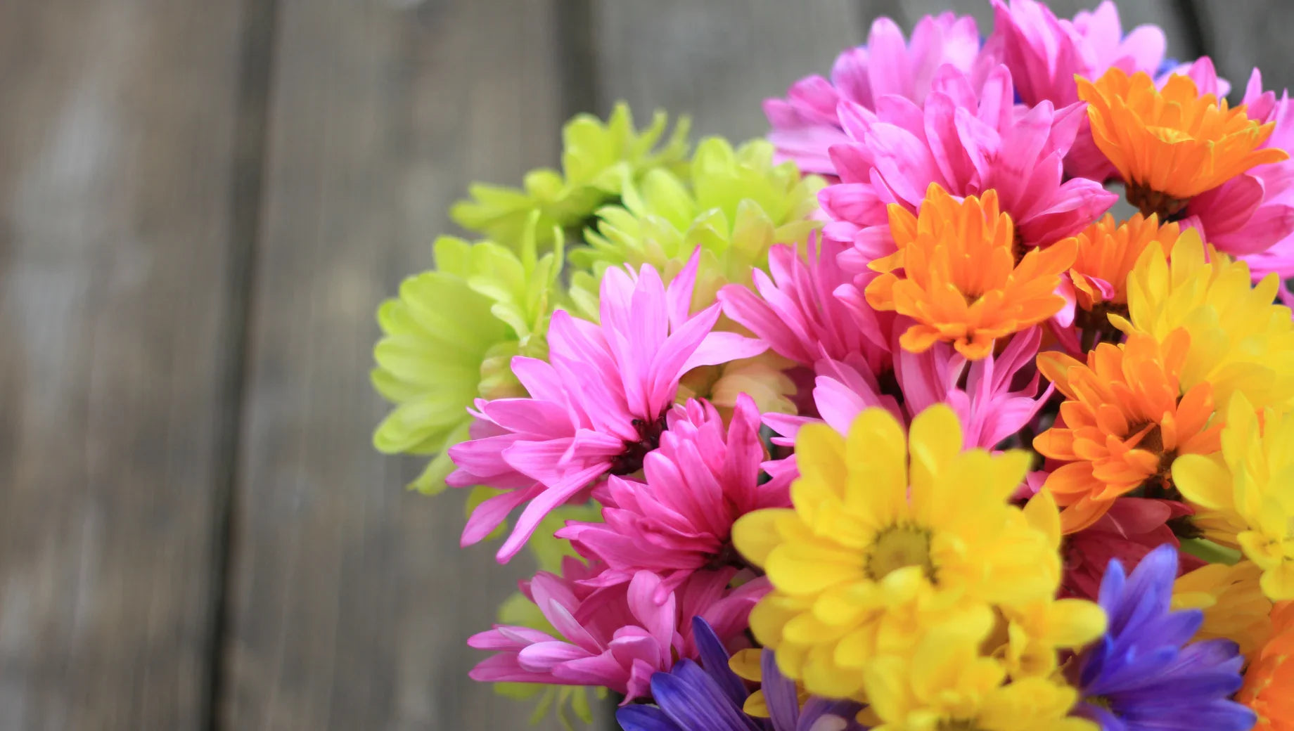 Close-up of colorful chrysanthemum flowers in pink, yellow, orange, green, and purple on wooden surface