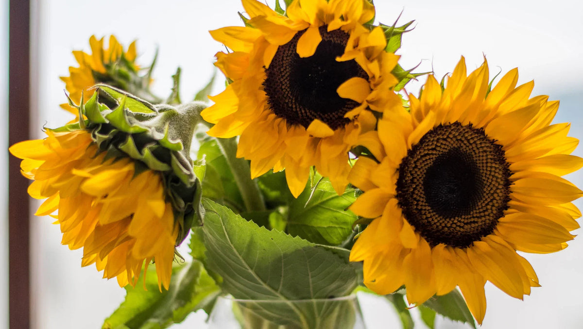 Close-up of bright yellow sunflowers with green leaves in a glass vase near a window