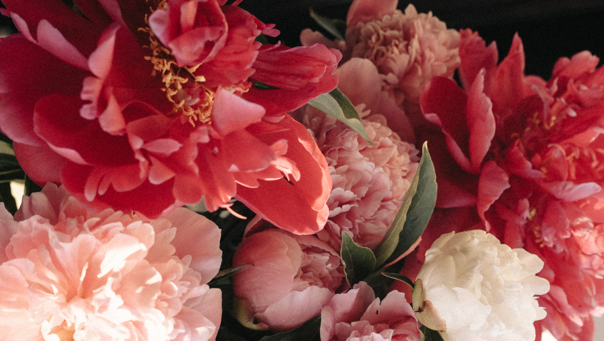 The Meaning of Peony Flowers: Love, Prosperity, and Romance Across Cultures