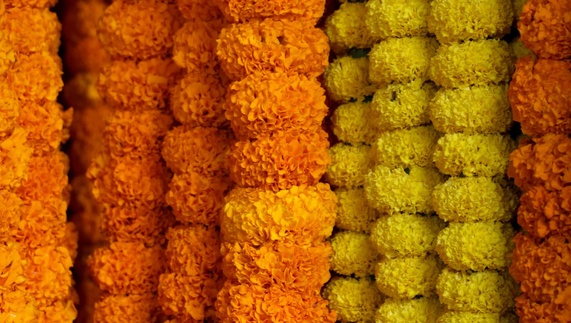 Marigold Garlands in Southeast Asian Culture: Symbolism and Traditions - BestBloomBuddy