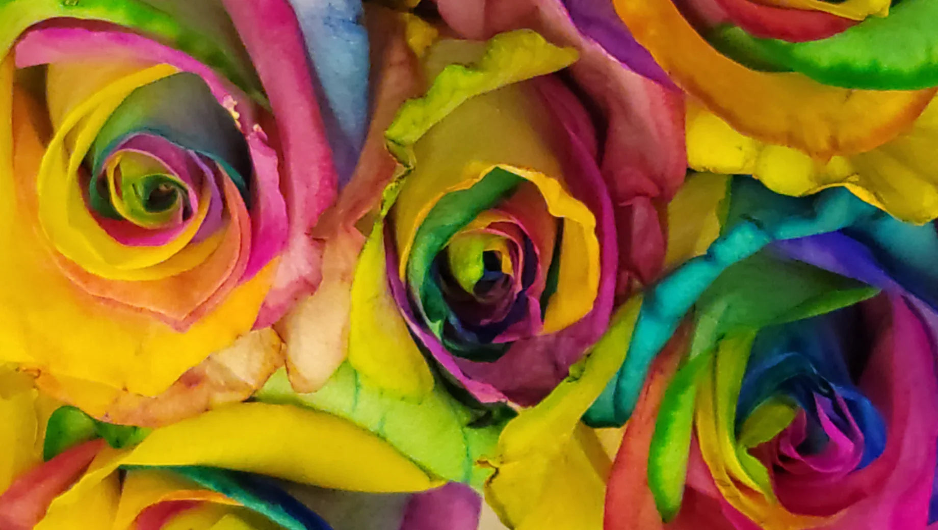 Close-up of vibrant rainbow-colored roses with multicolor petals in a floral arrangement