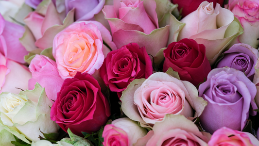 Rose Colors and Their Symbolic Meanings