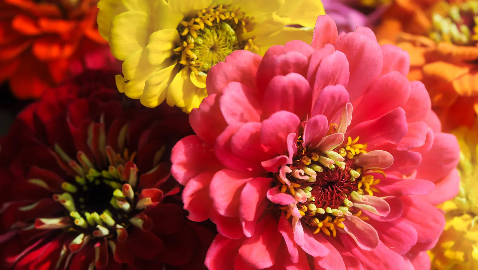 Zinnia: The Vibrant Garden Favorite