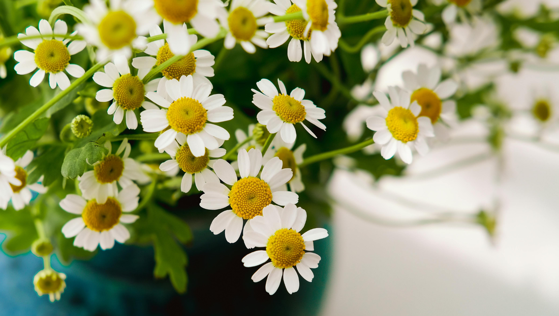 Why People Who Choose Daisies Often Have a Positive Outlook on Life