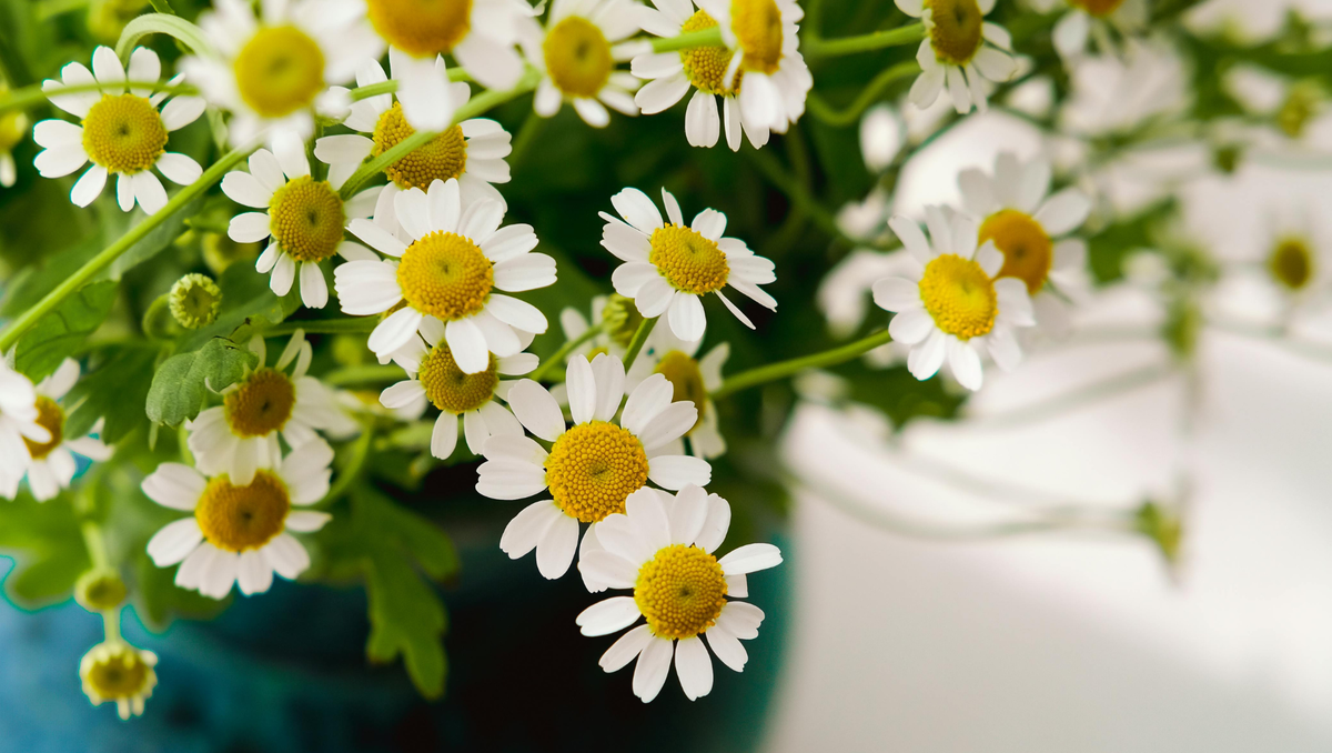 Why People Who Choose Daisies Often Have a Positive Outlook on Life