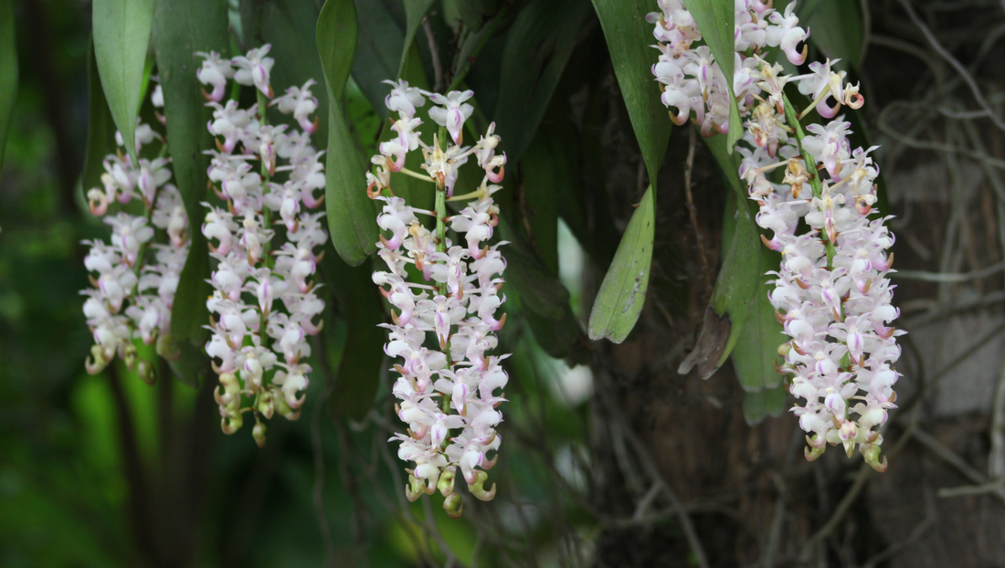 How to Care for Rhynchostylis Orchids (Easy Guide for Beginners)