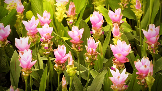 Dok Krachiao (ดอกกระเจียว) or Siam Tulip Flowers in Thailand – A Unique Beauty of the Rainy Season - BestBloomBuddy