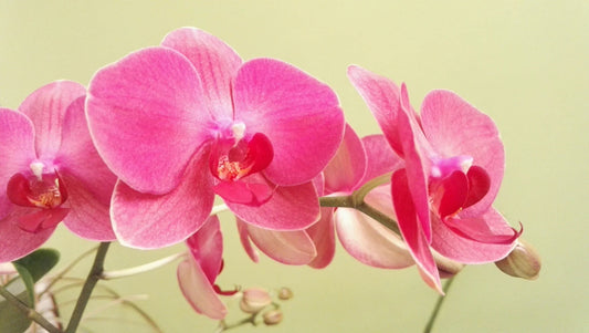 Orchid Flowers in Thailand – Elegant Gifts for the Rainy Season - BestBloomBuddy