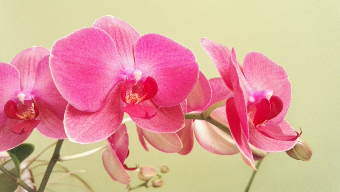 Orchid Flowers in Thailand – Elegant Gifts for the Rainy Season