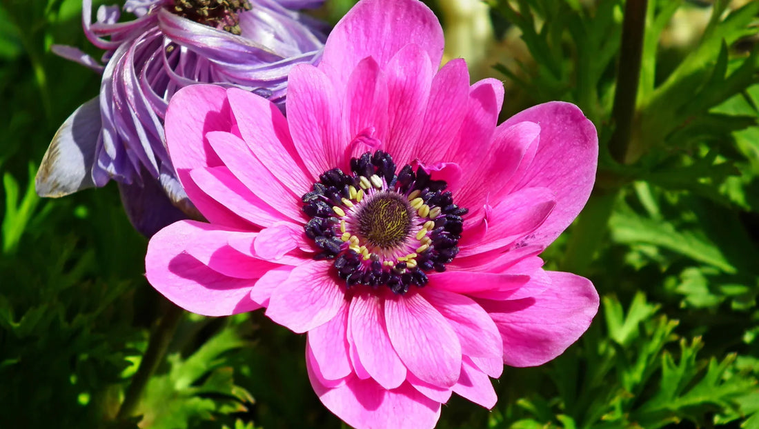 Close-up of a vibrant pink anemone flower with black and yellow center surrounded by green leaves