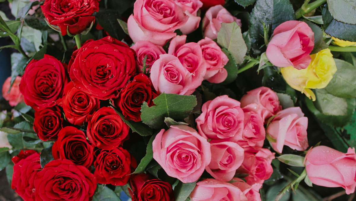 Flower Tip: Which Rose Color Is Best for the Season of Love?