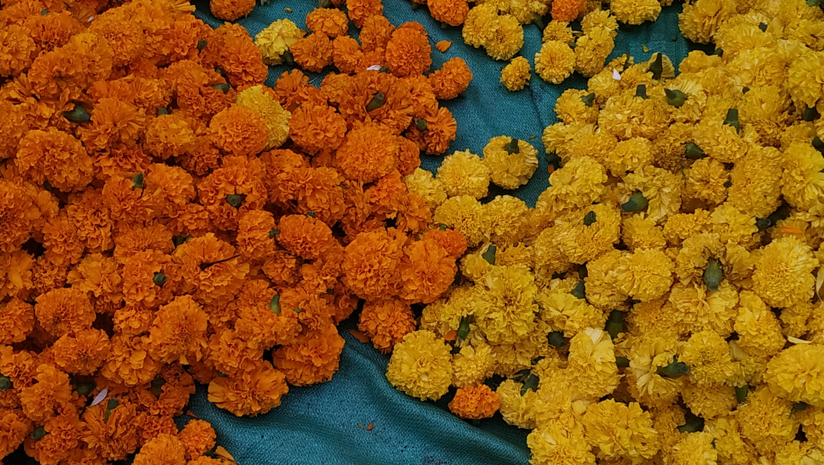 Thai Flower Calendar: What Blooms When in Thailand