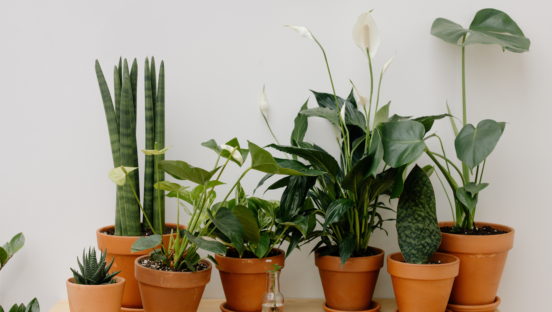 Best Chinese & Lunar New Year Plants in Thailand