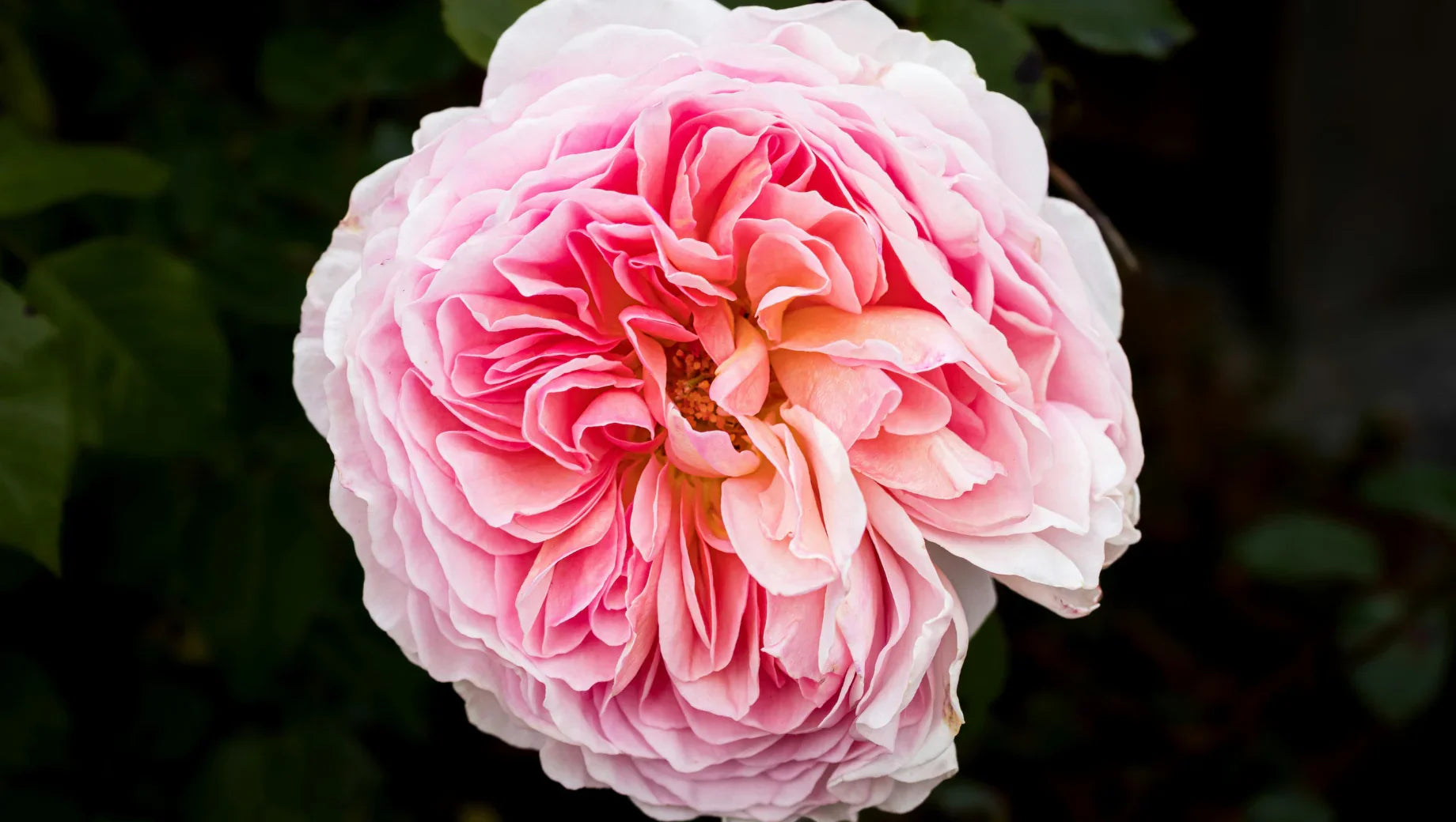 Close-up of a blooming pink rose with layered petals against dark green foliage