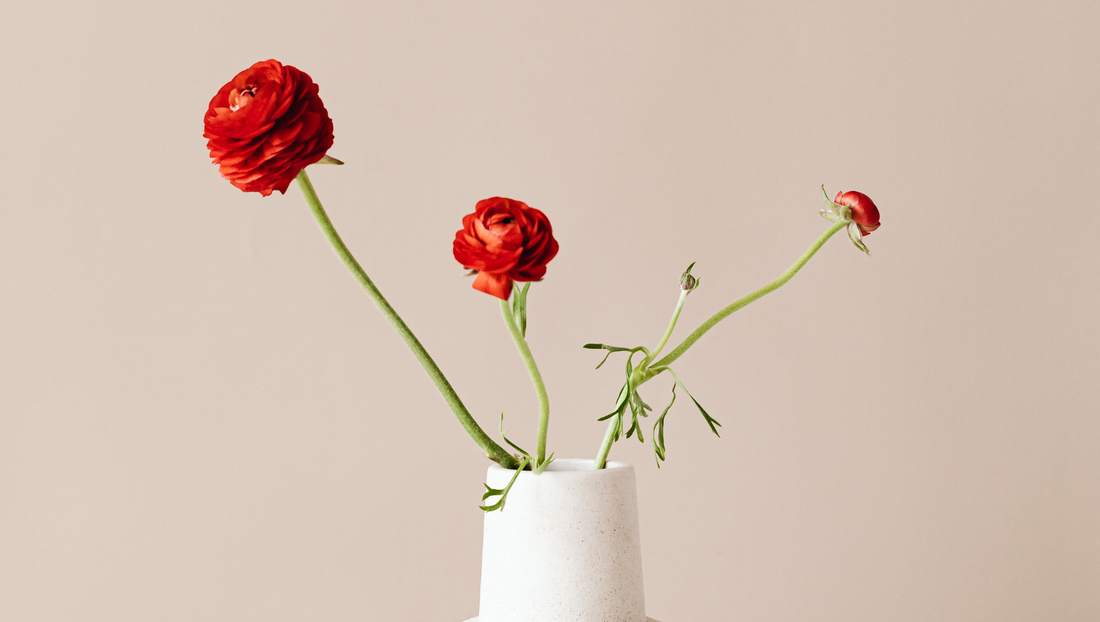 Three red ranunculus flowers with green stems in a white vase on beige background