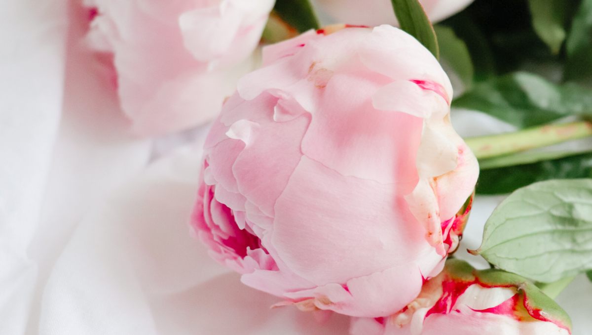 Did I Get Bad Peony? Why Small Peony Buds Are Actually a Good Sign