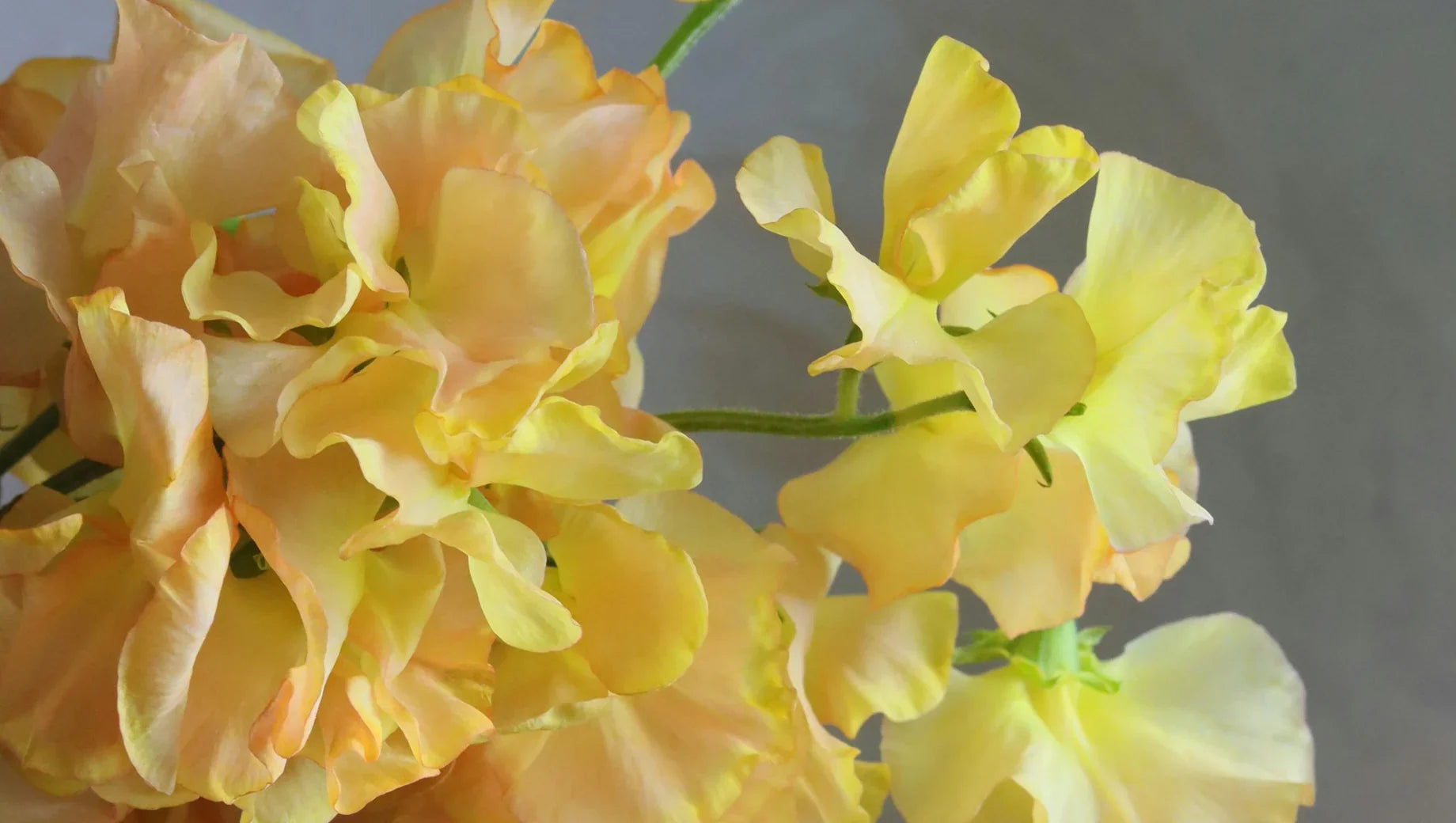 Sweet Pea: The Delicate and Fragrant Treasure